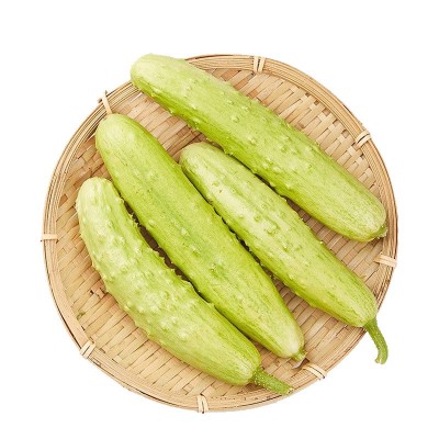 批发海阳白玉黄瓜新鲜现摘蔬菜脆嫩水果黄瓜生吃小黄瓜蔬菜批发代图5