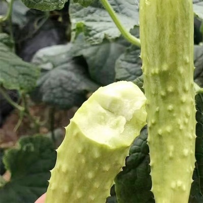 批发海阳白玉黄瓜新鲜现摘蔬菜脆嫩水果黄瓜生吃小黄瓜蔬菜批发代图2