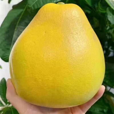 井冈山蜜柚脆甜爽口金沙柚金兰柚安福原产地小柚子新鲜水果井岗图4