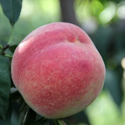 现货现摘春雪水蜜桃5斤 冬脆桃毛桃当季时令整箱孕妇桃子新鲜水果图5