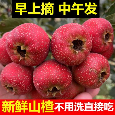 山楂鲜果新鲜鲜山楂果甜红紅子山楂现摘水果大五棱炒糖雪球糖葫芦图2