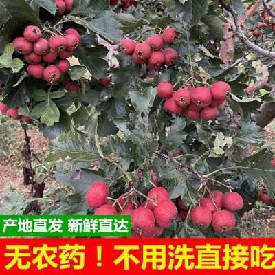 山楂鲜果新鲜鲜山楂果甜红紅子山楂现摘水果大五棱炒糖雪球糖葫芦图4