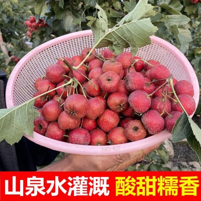 山楂鲜果新鲜鲜山楂果甜红紅子山楂现摘水果大五棱炒糖雪球糖葫芦图3