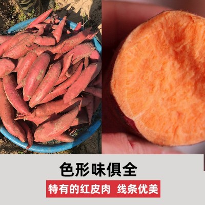 大量上市福建六鳌红薯红心蜜薯超市社区团购拼团电商1件代发批发图3
