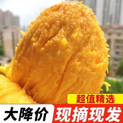 四川攀枝花凯特芒代发8/9分熟应季时令青芒大脸芒果新鲜水果批发图3
