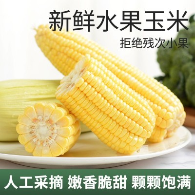 黄金水果玉米新鲜爆浆甜玉米生吃苞谷即食香甜糯蔬菜批发一件代发图3