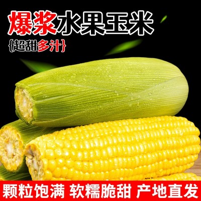 黄金水果玉米新鲜爆浆甜玉米生吃苞谷即食香甜糯蔬菜批发一件代发图4