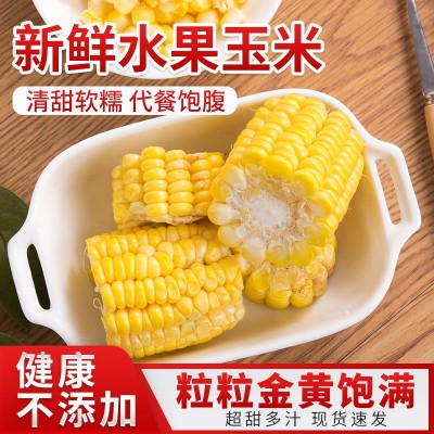 黄金水果玉米新鲜爆浆甜玉米生吃苞谷即食香甜糯蔬菜批发一件代发图2