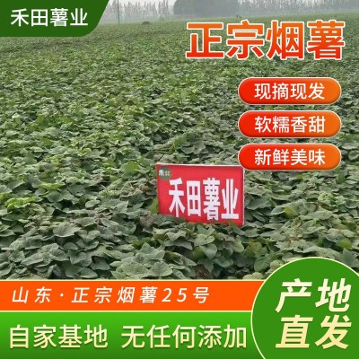 山东蜜薯糖心红薯新鲜带箱一箱50斤红心烤地瓜流油密薯包邮烟蜜薯图3
