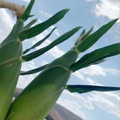 云南楚雄厂家批发新鲜水果玉米太阳花生熟两吃甜脆玉米现货批发图4