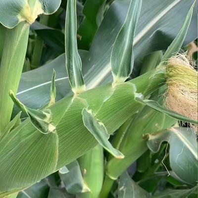 云南楚雄厂家批发新鲜水果玉米太阳花生熟两吃甜脆玉米现货批发图3