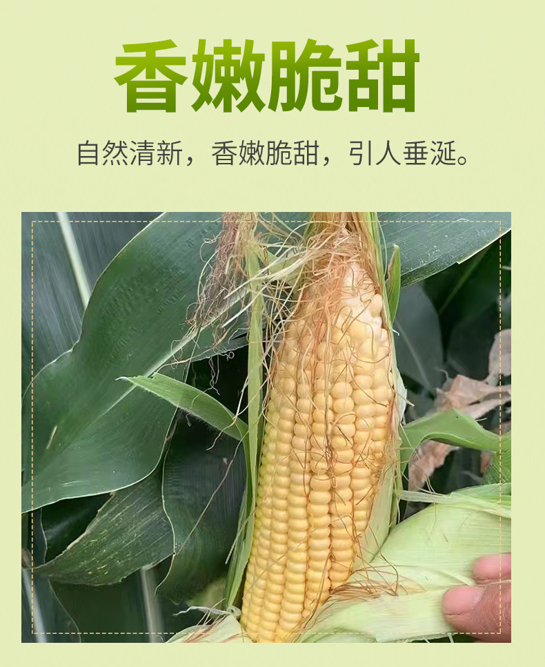 玉米阿里_08.jpg