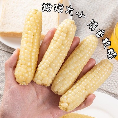云南西双版纳拇指小玉米新鲜傣家香糯即食迷你珍珠白糯玉米棒图3