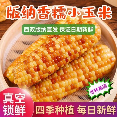云南西双版纳香糯小玉米真空装新鲜即食花糯黏玉米棒早餐粗粮代餐图2