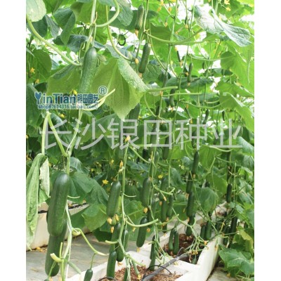 20粒水果黄瓜种子清脆高产有光泽