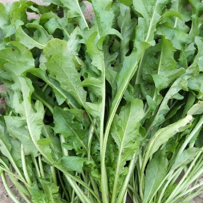 荠荠菜种子大叶阳台四季菜籽香冬季蔬菜种籽孑菜种野菜芨芨菜菜种图4