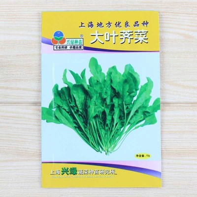 荠荠菜种子大叶阳台四季菜籽香冬季蔬菜种籽孑菜种野菜芨芨菜菜种图2