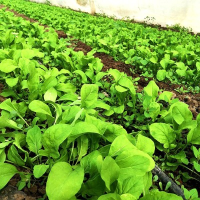 东北大叶臭菜种子四季蔬菜种籽芝麻菜菜籽盆栽蔬莱孑春季菜种苗图4
