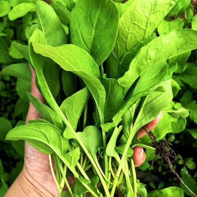 东北大叶臭菜种子四季蔬菜种籽芝麻菜菜籽盆栽蔬莱孑春季菜种苗图2