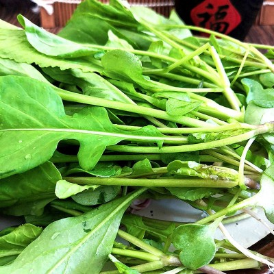 东北大叶臭菜种子四季蔬菜种籽芝麻菜菜籽盆栽蔬莱孑春季菜种苗图3