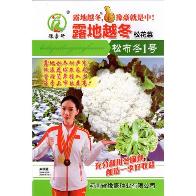 露地大苗越冬耐寒耐冻低温不长毛有机松花菜种子松布冬图1
