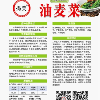 揭美尖叶油麦菜种子 香甜脆嫩油麦菜籽 阳台农业蔬菜种子2000粒装图2