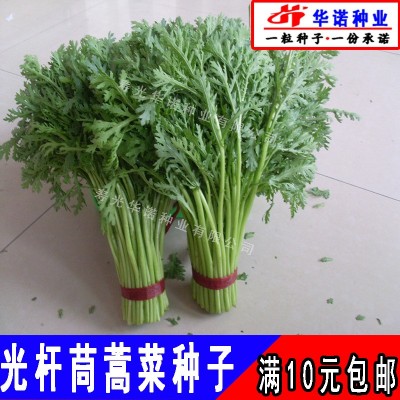 进口光杆茼蒿种子批发满香小叶茼蒿蓬蒿菜籽茼蒿杆四季蔬菜种籽图2