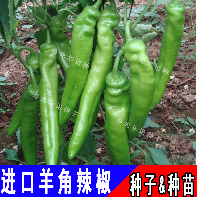 羊角椒1