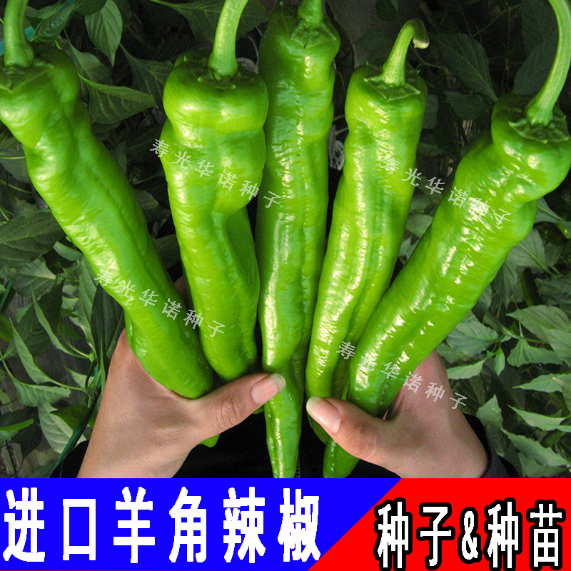羊角椒 (2)