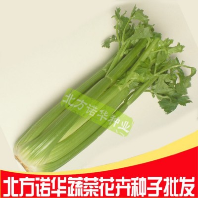 蔬菜种子批发 四季种植芹菜籽 美国文图拉西芹芹菜种子原装100克图4