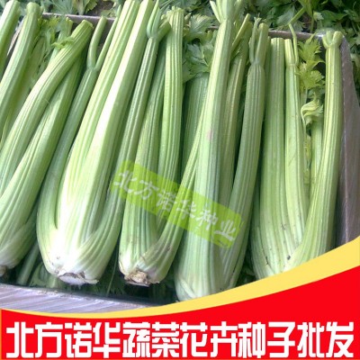 蔬菜种子批发 四季种植芹菜籽 美国文图拉西芹芹菜种子原装100克图3