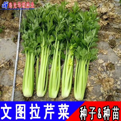 蔬菜种子批发 四季种植芹菜籽 美国文图拉西芹芹菜种子原装100克图2