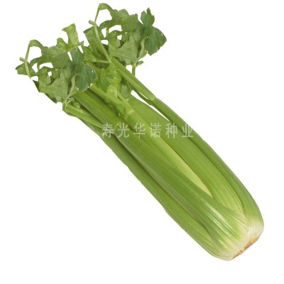 蔬菜种子批发 四季种植芹菜籽 美国文图拉西芹芹菜种子原装100克图5