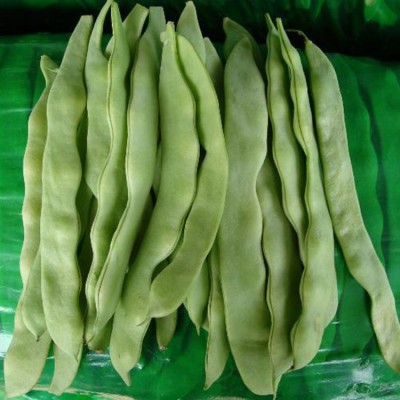 大扁芸豆菜豆四季豆豇豆荷兰豆籽 荷兰绿龙王芸豆种子 原装150克图4