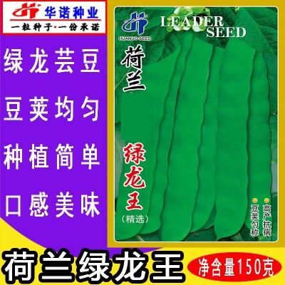 大扁芸豆菜豆四季豆豇豆荷兰豆籽 荷兰绿龙王芸豆种子 原装150克图2
