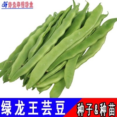 大扁芸豆菜豆四季豆豇豆荷兰豆籽 荷兰绿龙王芸豆种子 原装150克图3
