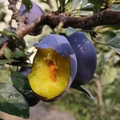 四川大西梅新鲜水果女神现摘现发孕妇宝宝辅食当季西梅批发图3