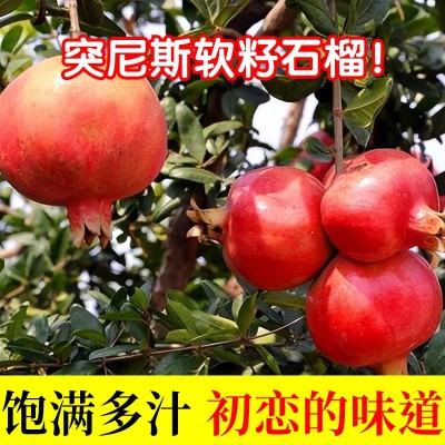 突尼斯软籽石榴四川会理当季新鲜水果石榴纯甜红籽水晶甜石榴批发图2