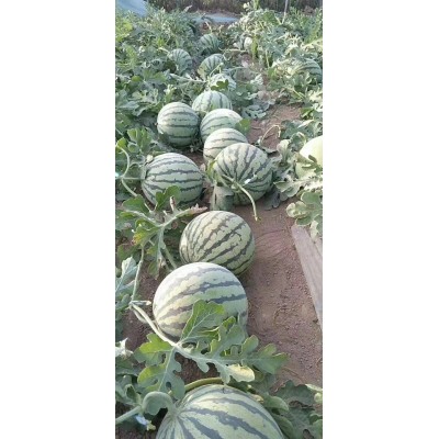 盐城8424冰糖麒麟瓜美都西瓜批发零售代发代办应季水果图5