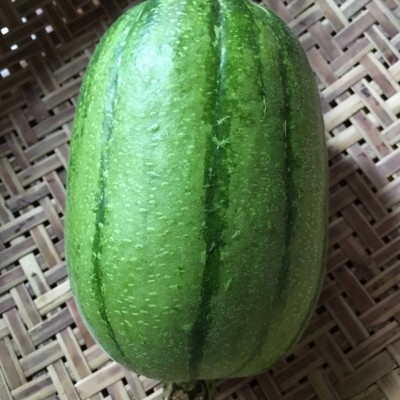 苹果丝瓜新鲜蔬菜圆丝瓜绿丝瓜孕妇丝瓜胖肉丝瓜现摘现发包邮图4