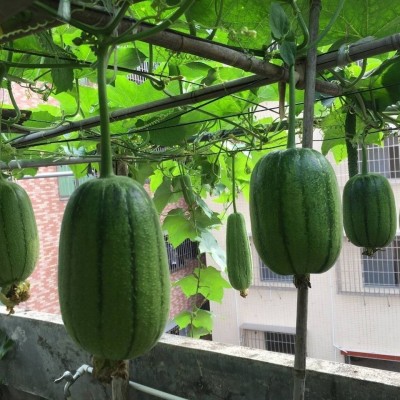 苹果丝瓜新鲜蔬菜圆丝瓜绿丝瓜孕妇丝瓜胖肉丝瓜现摘现发包邮图3