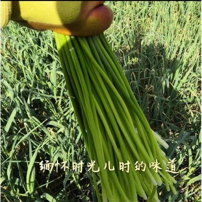 2023年露天新鲜采摘河南嫩蒜薹5斤包邮 当季蔬菜老家特产味道图2