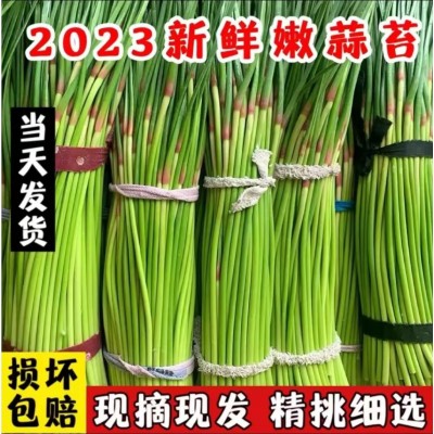 2023年露天新鲜采摘河南嫩蒜薹5斤包邮 当季蔬菜老家特产味道图4