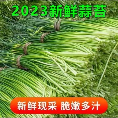 2023年露天新鲜采摘河南嫩蒜薹5斤包邮 当季蔬菜老家特产味道图3