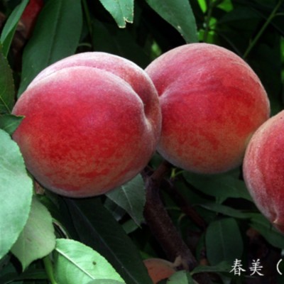 湖南果苗批发桃树苗 春美桃苗 早熟硬肉红果型白肉桃苗基地直销图4