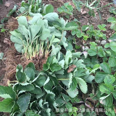 基地批发南北方室内室外种植红颜草莓苗口感好生长快结果多品种多图3