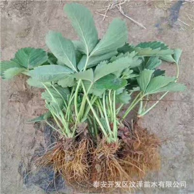 基地批发南北方室内室外种植红颜草莓苗口感好生长快结果多品种多图4