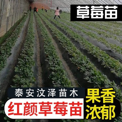 四季草莓苗盆栽食用奶油草莓秧带土带盆种植特大带果带花大棚地栽图3