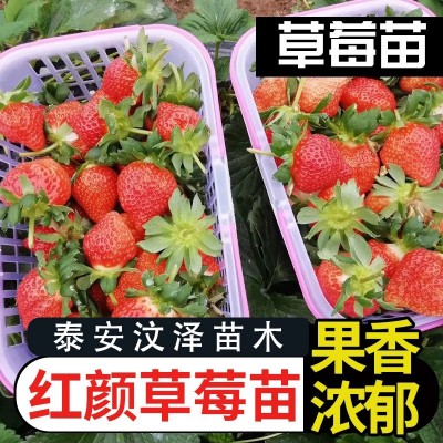 【草莓】草莓批发 甜宝草莓 章姬草莓 甜宝 奶油草莓 现挖现卖图4