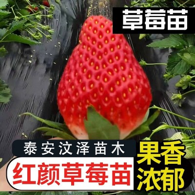 【草莓】草莓批发 甜宝草莓 章姬草莓 甜宝 奶油草莓 现挖现卖图2